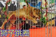 孝感市海狮表演租赁公司