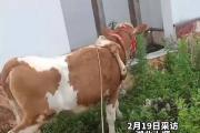 男子花19000元买下六腿牛 兽医：基因突变 不影健康