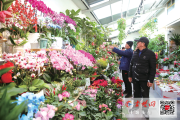 年宵花迎来销售旺季 你知道十堰人最喜欢哪种花吗？