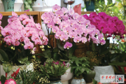 年宵花迎来销售旺季 你知道十堰人最喜欢哪种花吗？